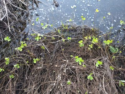 Marsilea villosa, photographed by Kevin Faccenda