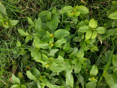 Synedrella nodiflora, photographed by Kevin Faccenda