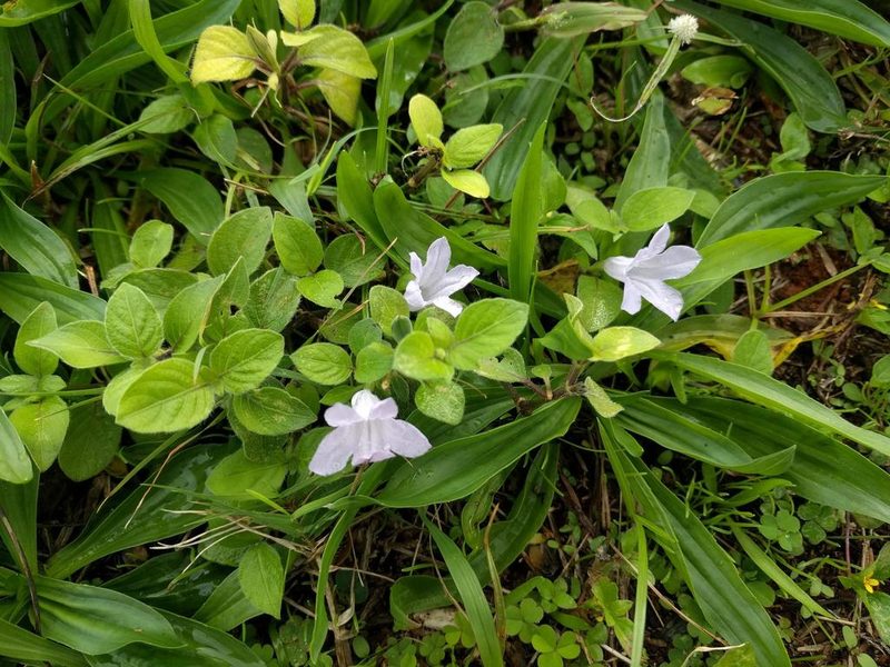 Ruellia prostrata, photographed by Kevin Faccenda