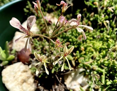 Pelargonium pinnatum, photographed by Christina