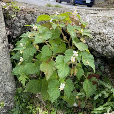 Begonia wallichiana, photographed by Takaaki Hattori