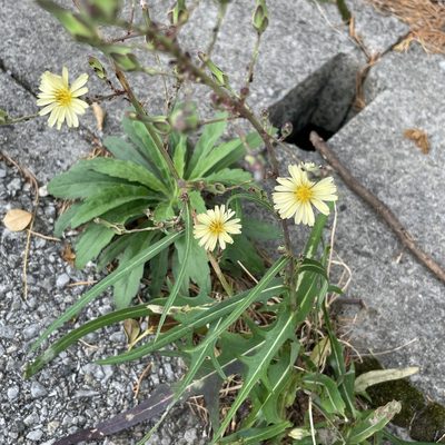 Lactuca indica, photographed by Takaaki Hattori