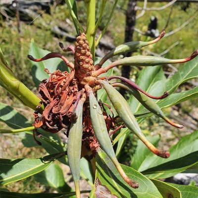 Telopea speciosissima, photographed by ronavery