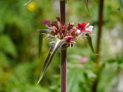 Morina longifolia, photographed by Dinesh Valke