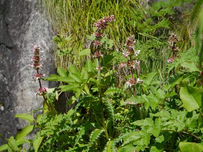 Morina longifolia, photographed by Dinesh Valke