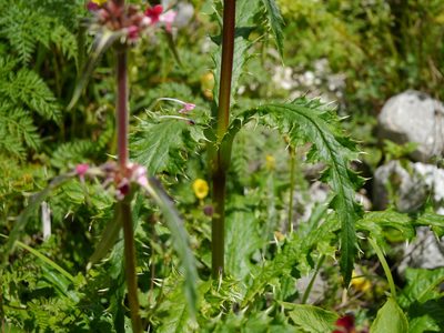 Morina longifolia, photographed by Dinesh Valke