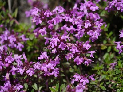 Thymus linearis, photographed by Dinesh Valke