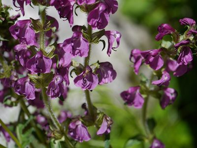 Pedicularis pectinata, photographed by Dinesh Valke