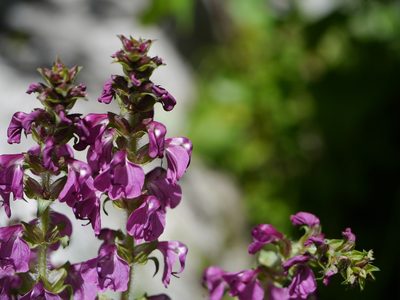 Pedicularis pectinata, photographed by Dinesh Valke