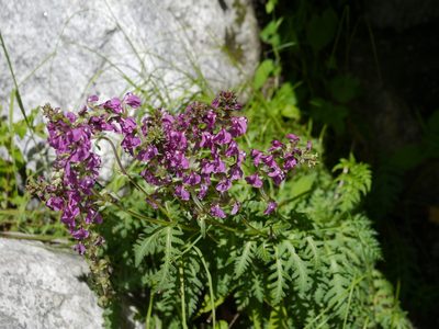 Pedicularis pectinata, photographed by Dinesh Valke