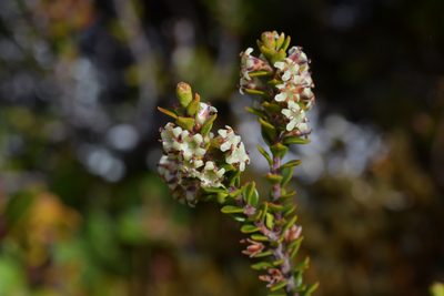 Epacris alpina, photographed by Christopher Stephens