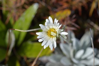 Celmisia incana, photographed by Christopher Stephens
