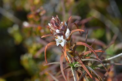 Dracophyllum recurvum, photographed by Christopher Stephens