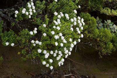 Pimelea buxifolia, photographed by Christopher Stephens