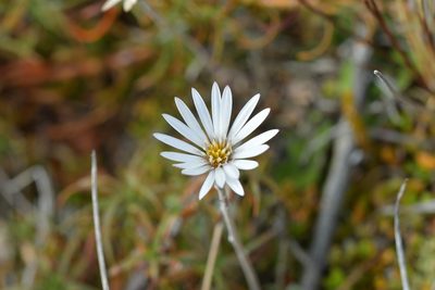 Celmisia gracilenta, photographed by Christopher Stephens