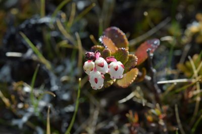 Gaultheria colensoi, photographed by Christopher Stephens