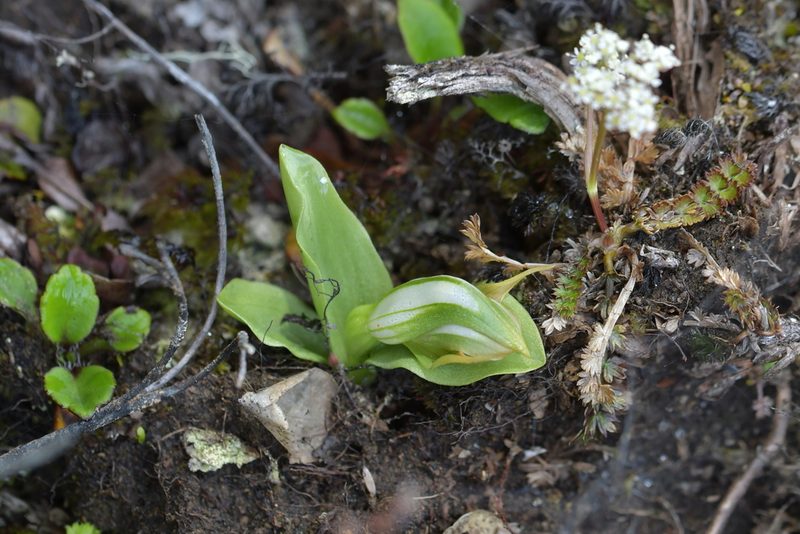 Pterostylis humilis, photographed by Christopher Stephens