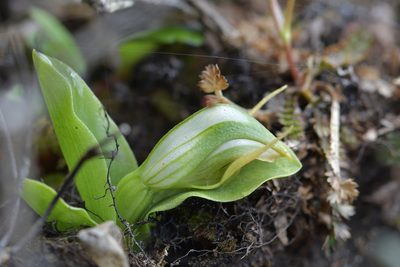 Pterostylis humilis, photographed by Christopher Stephens