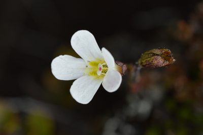 Ourisia vulcanica, photographed by Christopher Stephens
