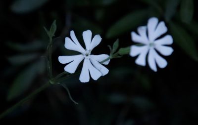 Silene undulata, photographed by Tony Rebelo