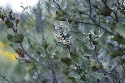 Euclea tomentosa, photographed by Tony Rebelo