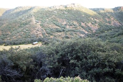 Searsia incisa, photographed by Tony Rebelo