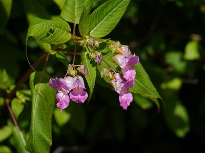 Impatiens sulcata, photographed by Dinesh Valke