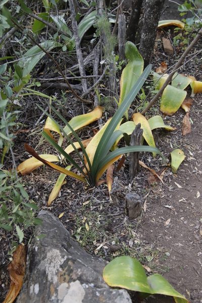 Clivia mirabilis, photographed by Tony Rebelo