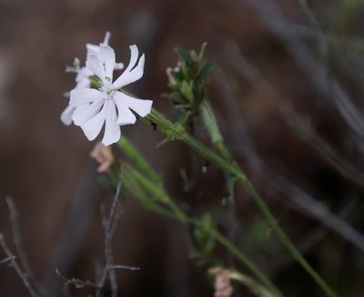Silene undulata, photographed by Tony Rebelo