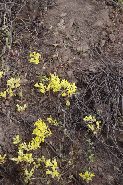 Crassula sebaeoides, photographed by Tony Rebelo