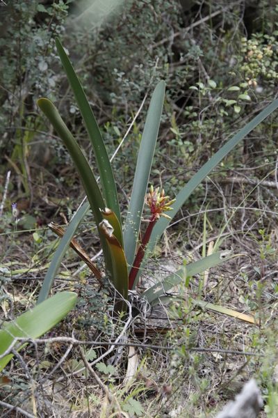 Clivia mirabilis, photographed by Tony Rebelo