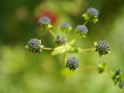 Bupleurum candollei, photographed by Dinesh Valke