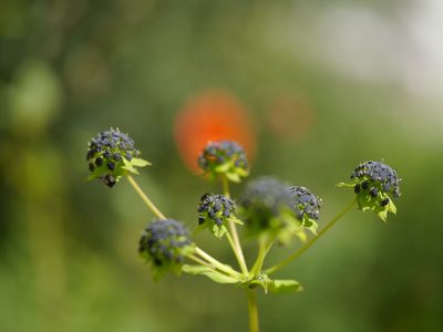 Bupleurum candollei, photographed by Dinesh Valke