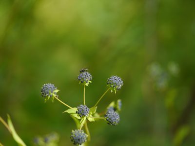 Bupleurum candollei, photographed by Dinesh Valke