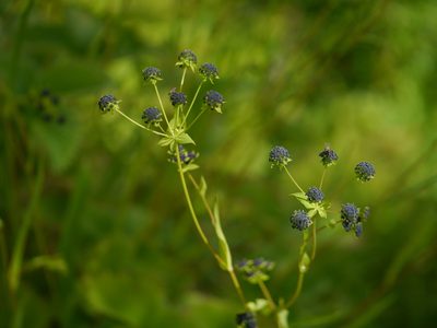 Bupleurum candollei, photographed by Dinesh Valke