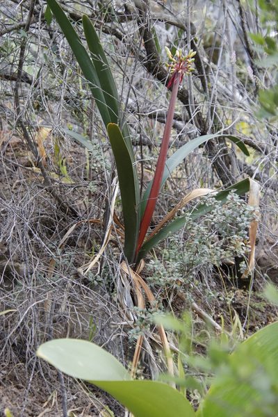 Clivia mirabilis, photographed by Tony Rebelo