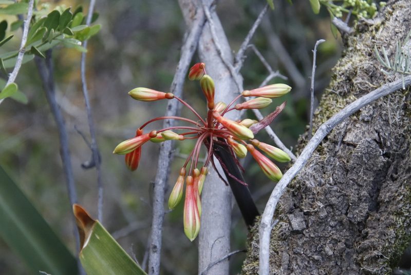 Clivia mirabilis, photographed by Tony Rebelo