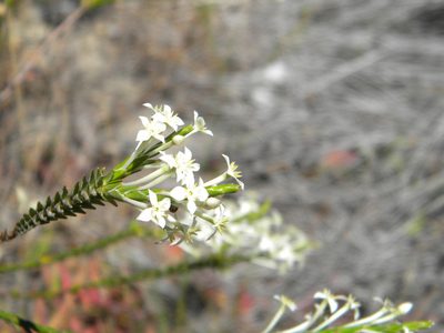 Struthiola ciliata, photographed by Tim Kirsten