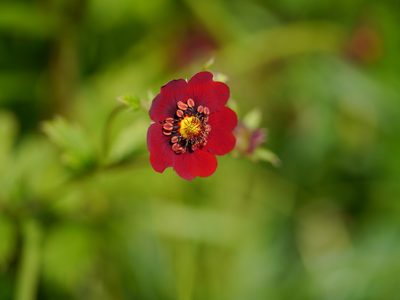Potentilla atrosanguinea, photographed by Dinesh Valke