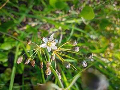 Nothoscordum gracile, photographed by Will Cornwell