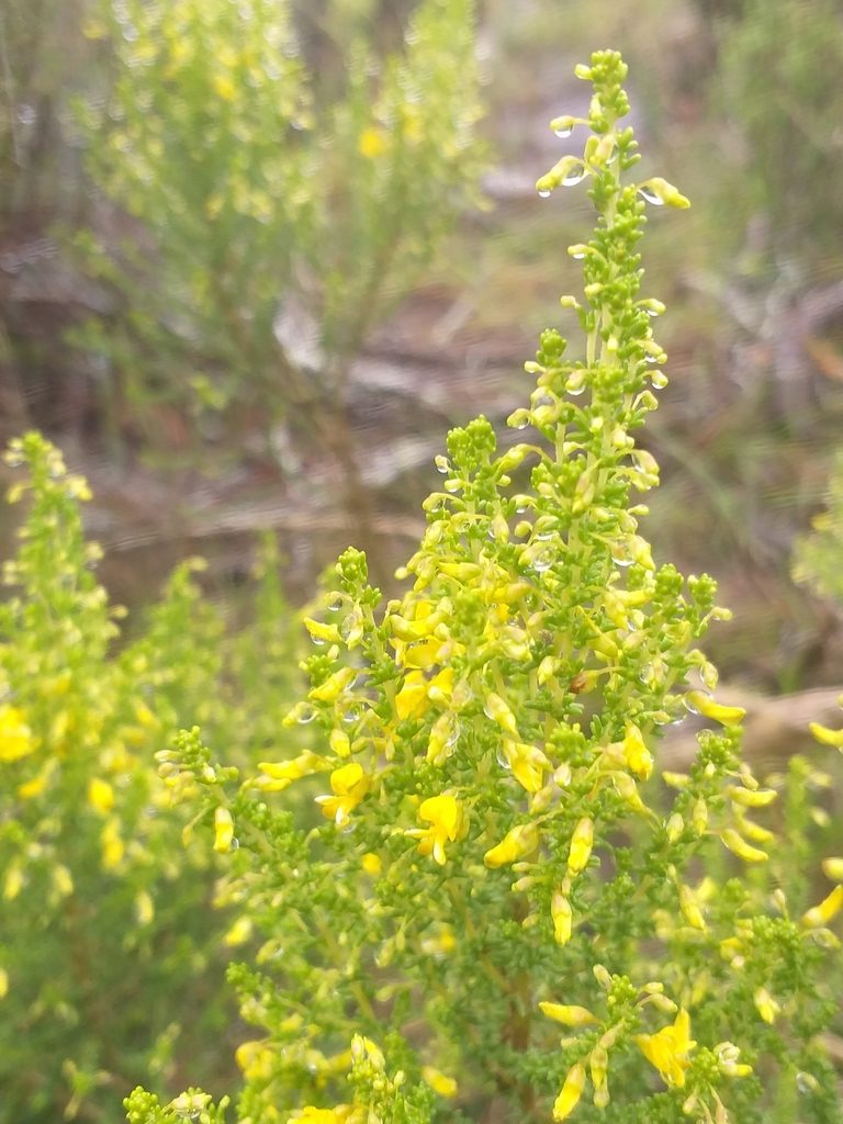 Aspalathus obtusifolia, photographed by kevin koen