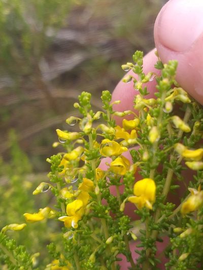 Aspalathus obtusifolia, photographed by kevin koen