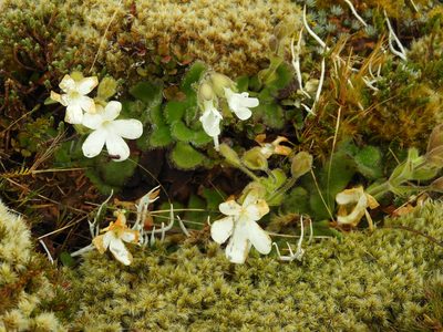 Ourisia spathulata, photographed by Santiago Martín-Bravo