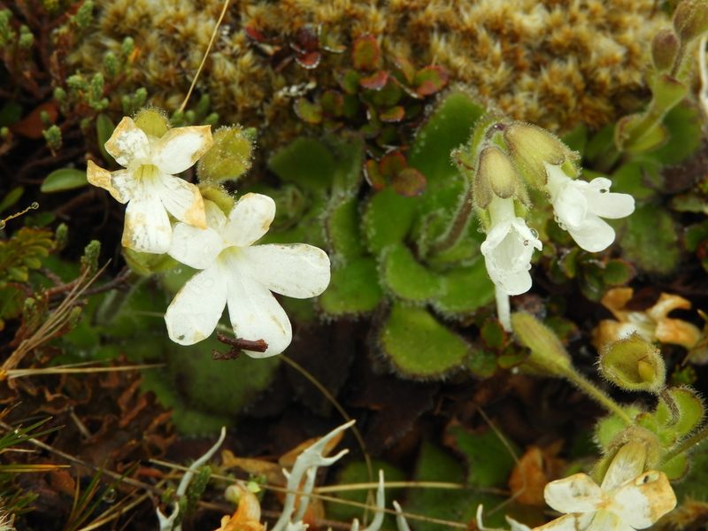 Ourisia spathulata, photographed by Santiago Martín-Bravo