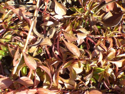 Ludwigia palustris, photographed by kcthetc1