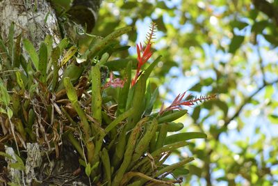 Aechmea nudicaulis, photographed by Cajá-manga