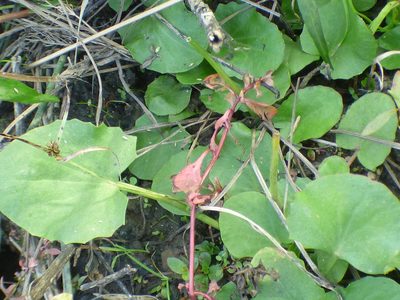 Centella erecta, photographed by kcthetc1