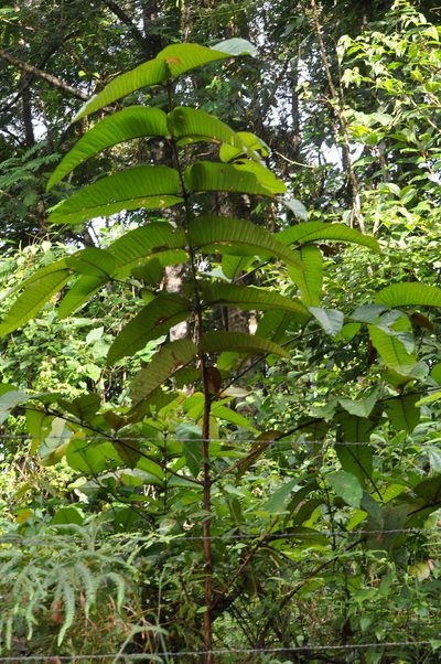 Vismia macrophylla, photographed by Emily Franzen