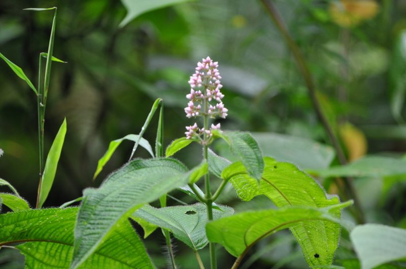 Miconia subcrustulata, photographed by Emily Franzen