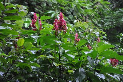 Megaskepasma erythrochlamys, photographed by Emily Franzen